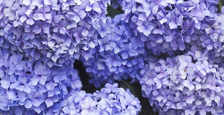 Flores color purpura