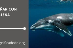 Significado de Soñar con Ballenas