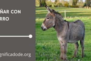 Significado de Soñar con un Burro