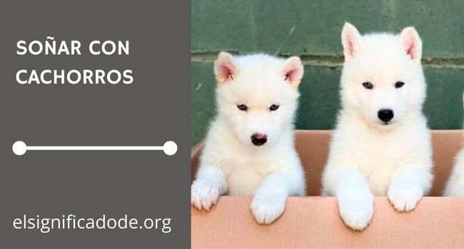 Que significa soñar con cachorros