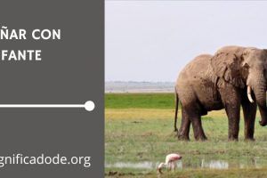 Significado de Soñar con un Elefante