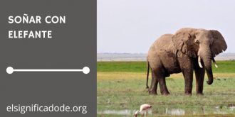 Significado de Soñar con un Elefante