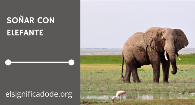 Qué signfica soñar con un elefante