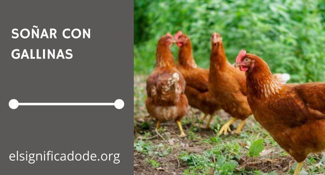 Qué significa soñar con una gallina