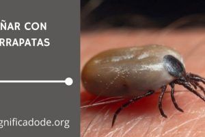 Significado de Soñar con Garrapatas