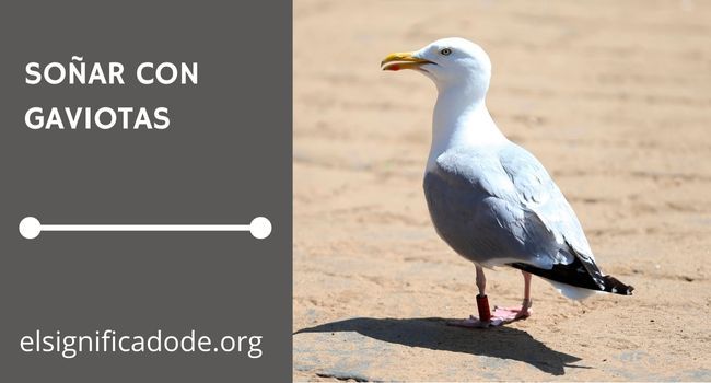 Qué significa soñar con gaviotas