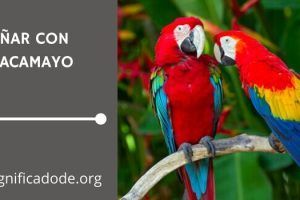 Significados de Soñar con un Guacamayo