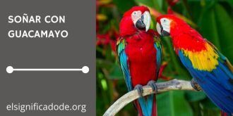 Significados de Soñar con un Guacamayo