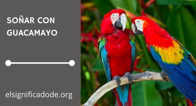 Qué significa soñar con un guacamayo