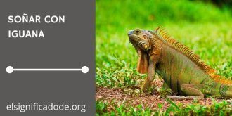 Significado de Soñar con Iguana