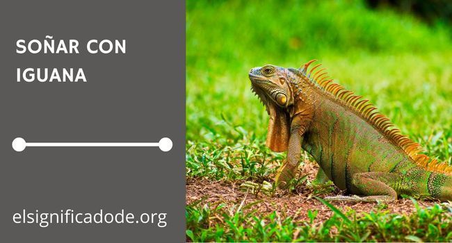 Que significa soñar con una iguana