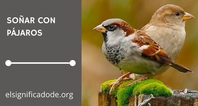 Qué significa soñar con pajaros