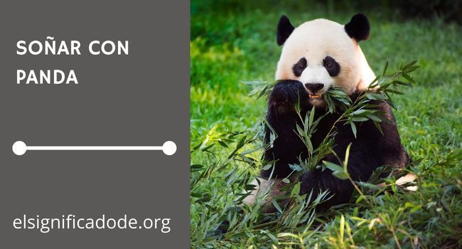 Qué significa soñar con un panda