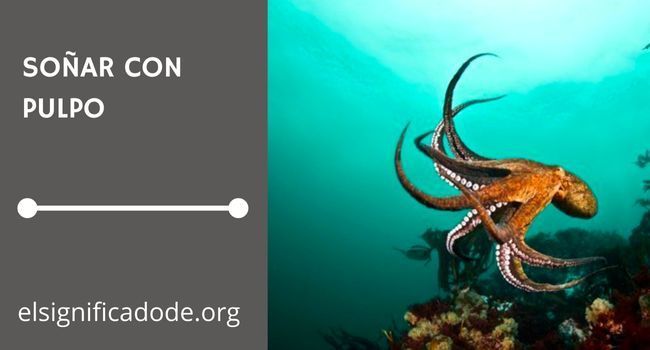 Qué significa soñar con un pulpo