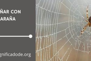 Significado de Soñar con Telaraña