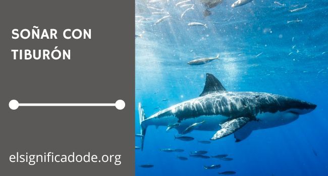 Qué significa soñar con tiburones