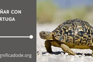 Significado de Soñar con Tortugas