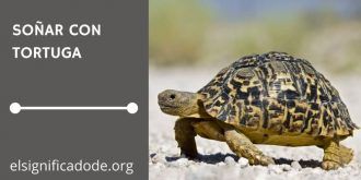 Significado de Soñar con Tortugas