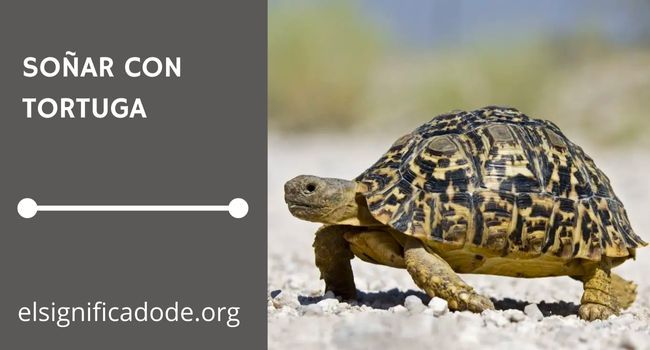 Qué significa soñar con tortugas