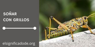 Significado de Soñar con Grillos