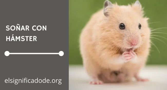 Qué significa soñar con Hamster