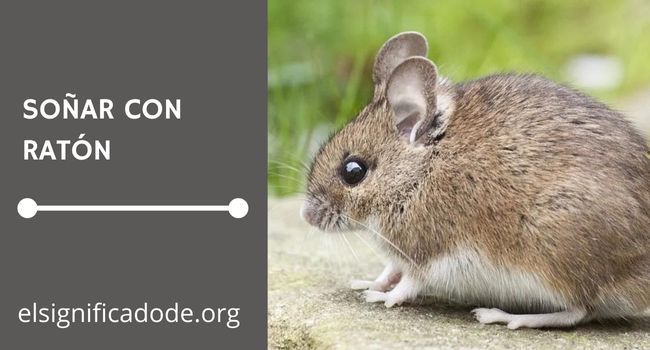 Qué significa soñar con un ratón