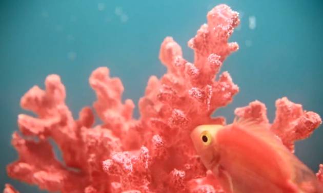 Coral