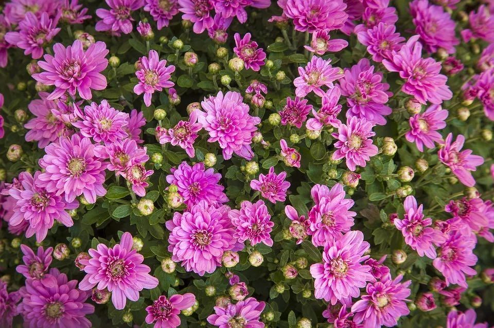 Flores de color magenta