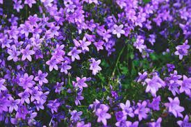 Flores moradas