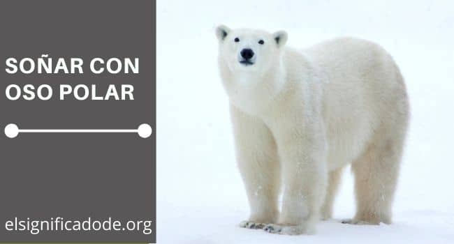soñar con oso polar